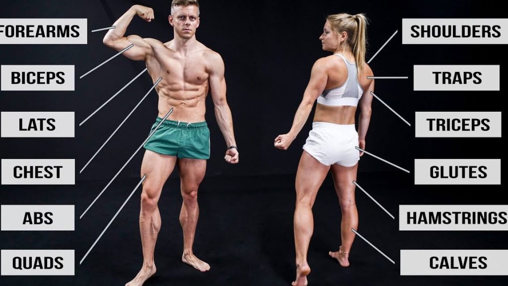 I Muscles Fitness 1 i muscles fitness